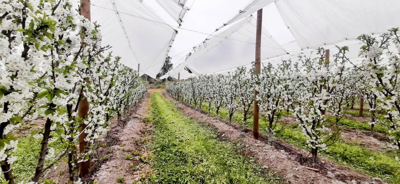 CHILE SE POSICIONA COMO LÍDER EN