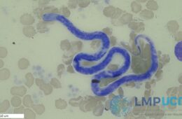 Acanthocheilonema reconditum