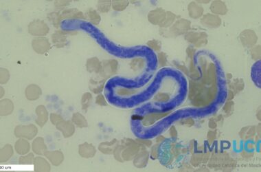 Acanthocheilonema reconditum