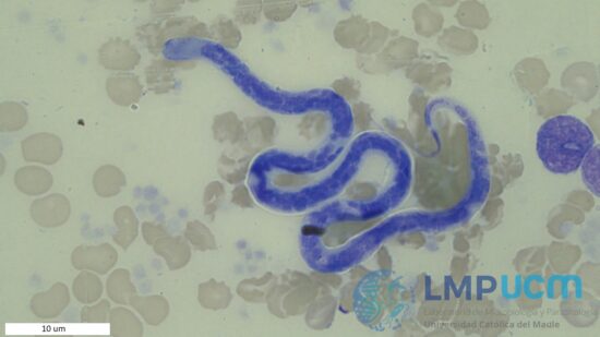 Acanthocheilonema reconditum