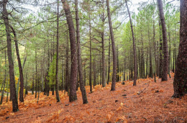 seminario-Vulnerabilidad-a-la-sequia-en-bosques-mediterraneos-