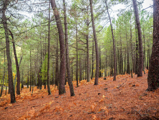 seminario-Vulnerabilidad-a-la-sequia-en-bosques-mediterraneos-