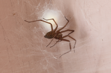 ARAÑA DE RINCÓN