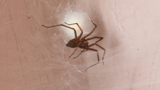 ARAÑA DE RINCÓN