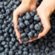arándanos frescos