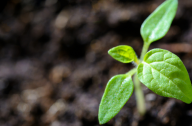 metabolismo de la vitamina C ayuda a las plantas