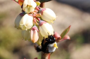 abejas nativas vibradoras