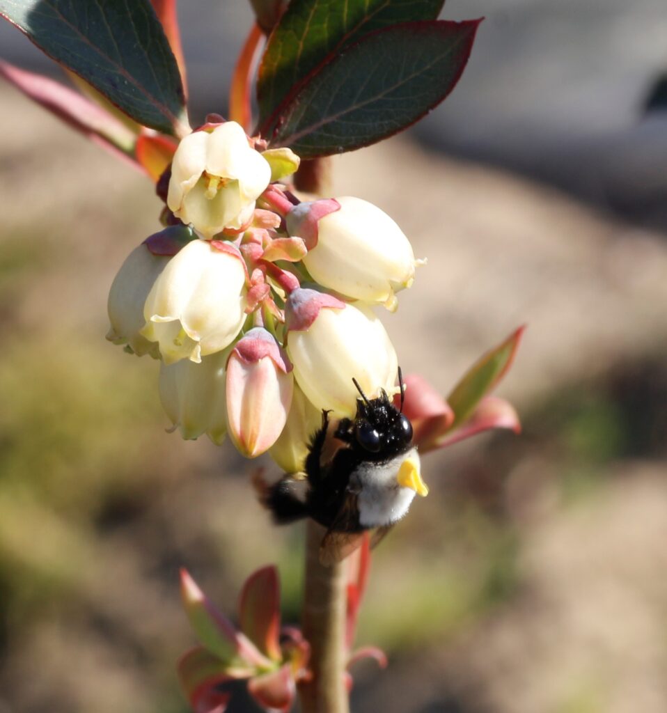 abejas nativas vibradoras