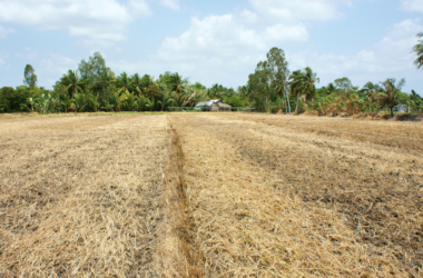 VEEGETACIÓN ZONA CENTRAL DE CHILE