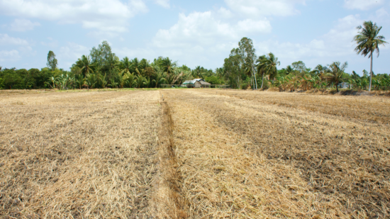 VEEGETACIÓN ZONA CENTRAL DE CHILE