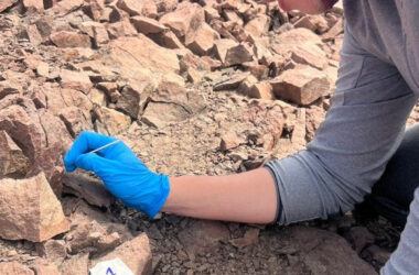 CACTUS ENDÉMICO DE CHILE