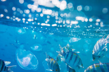 CONVOCATORIA “IMPULSO AZUL”