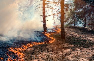 incendios forestales