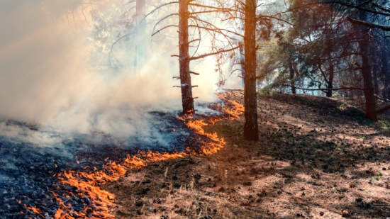 incendios forestales