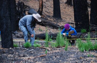 árboles más resistentes ante incendios