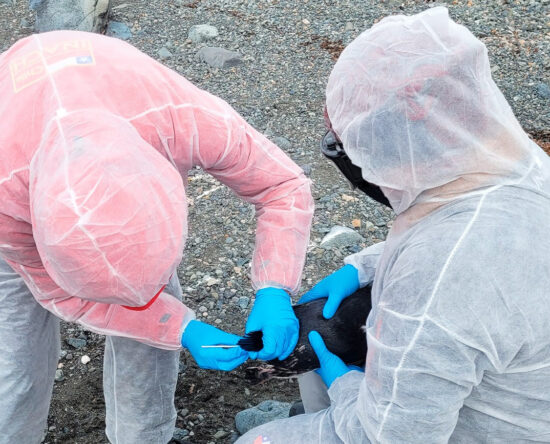 influenza aviar en Antártica