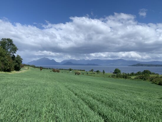 producción de avena