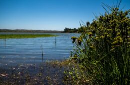 restauración ecológica de humedales