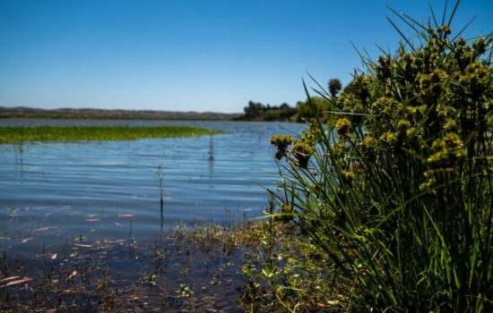 restauración ecológica de humedales