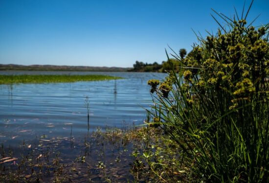 restauración ecológica de humedales