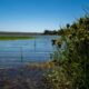 restauración ecológica de humedales