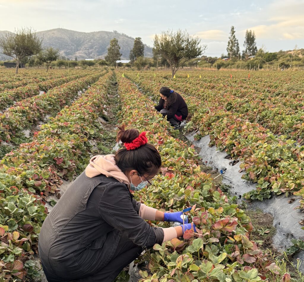 sistema de preservación biológico para la calidad de la frutilla