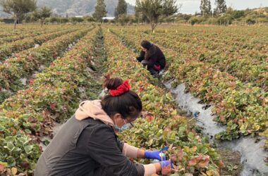 sistema de preservación biológico para la calidad de la frutilla
