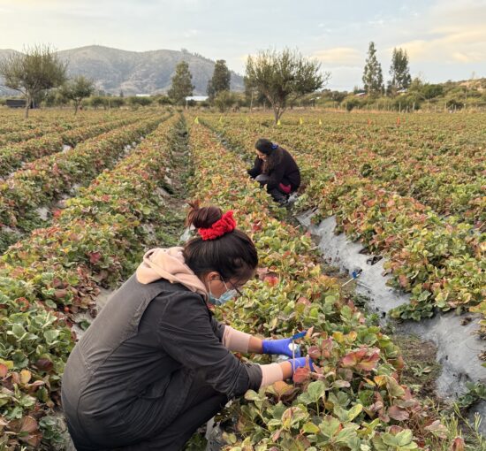 sistema de preservación biológico para la calidad de la frutilla
