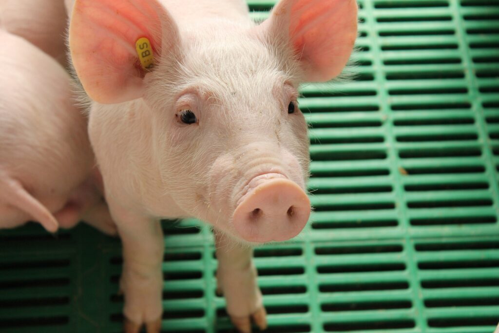 INVESTIGACIÓN DE CERDOS