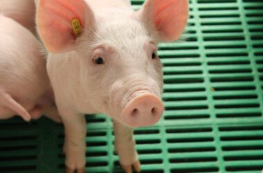 INVESTIGACIÓN DE CERDOS