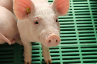 INVESTIGACIÓN DE CERDOS