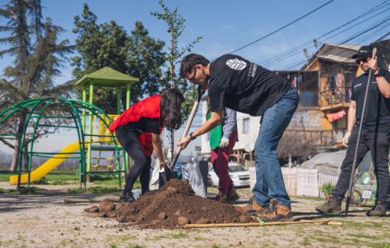 Fundación reforestemos