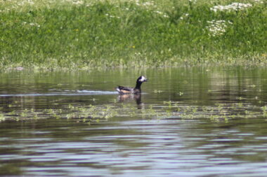 día Mundial de los Humedales