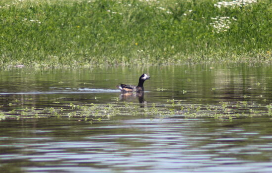 día Mundial de los Humedales