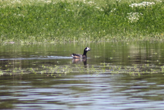 día Mundial de los Humedales