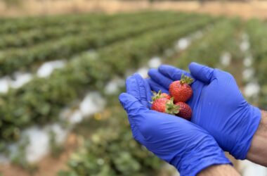 Plaga microscópica amenaza la frutilla