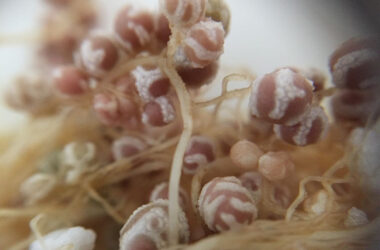 SOLUCIÓN BIOLÓGICA PARA RECUPERAR SUELOS SALINIZADOS