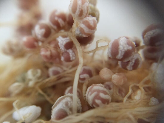 SOLUCIÓN BIOLÓGICA PARA RECUPERAR SUELOS SALINIZADOS