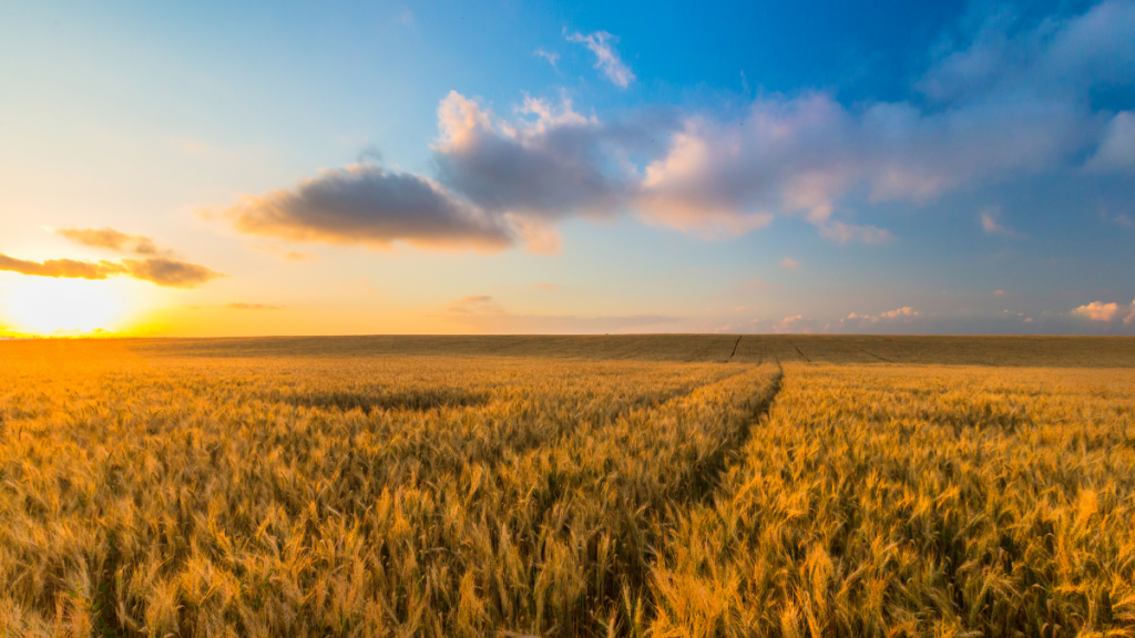 agricultura en el desierto