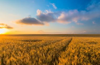 agricultura en el desierto