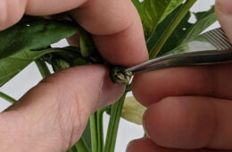 control de calidad en la producción de semillas