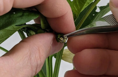 control de calidad en la producción de semillas