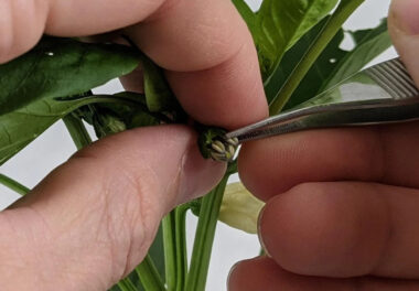 control de calidad en la producción de semillas