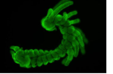 evolución de las especies