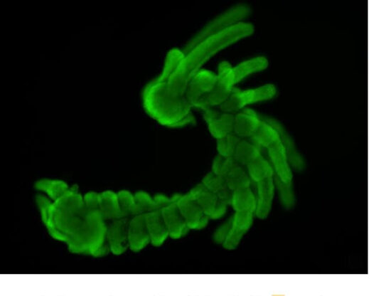 evolución de las especies