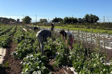 AGRICULTURA SOSTENIBLE