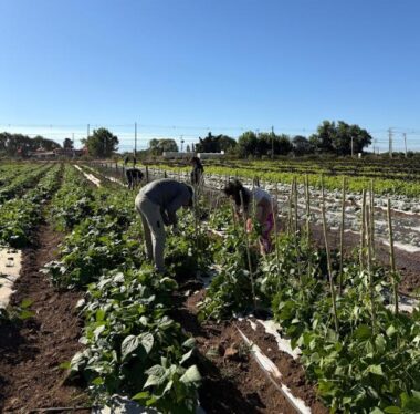 AGRICULTURA SOSTENIBLE