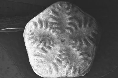 LIRIOS DE MAR ANTÁRTICOS