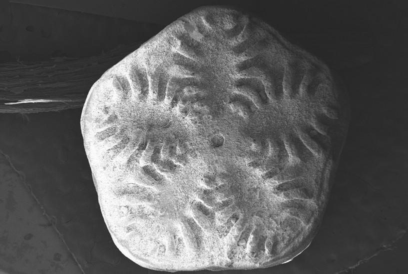 LIRIOS DE MAR ANTÁRTICOS