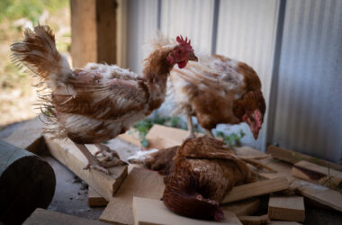 INFLUENZA AVIAR EN CHILE